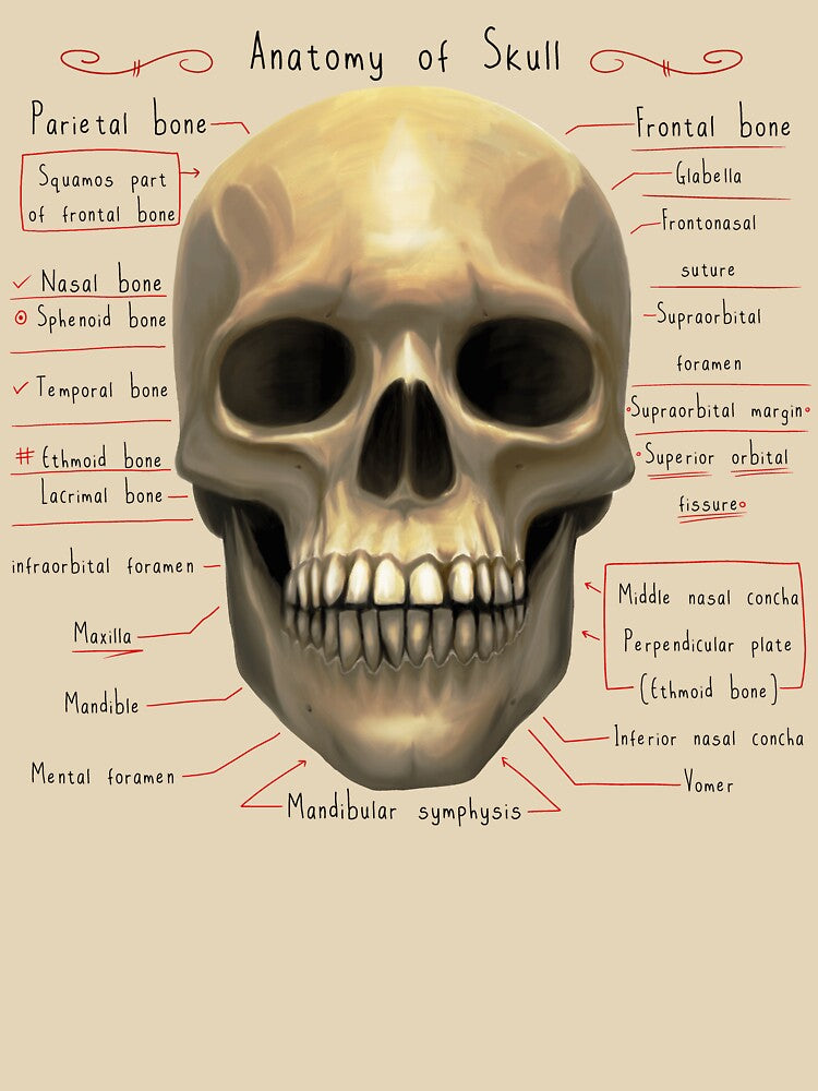 anatomy lesson (skull) by hayrpictures