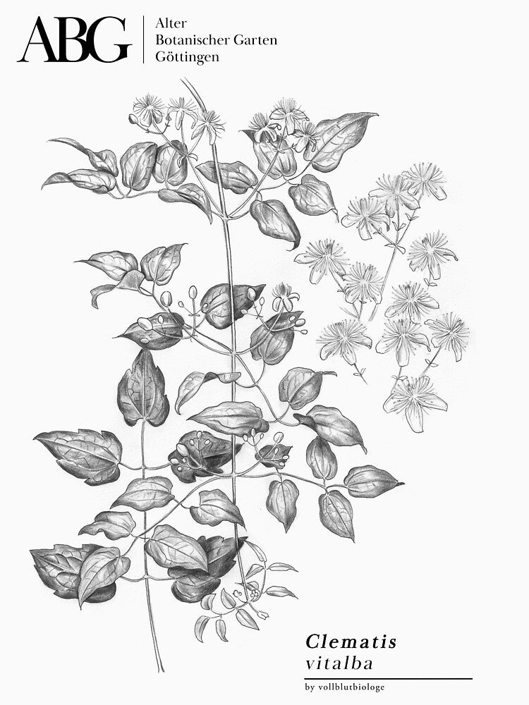 DocShirt - Clematis by DocShorts