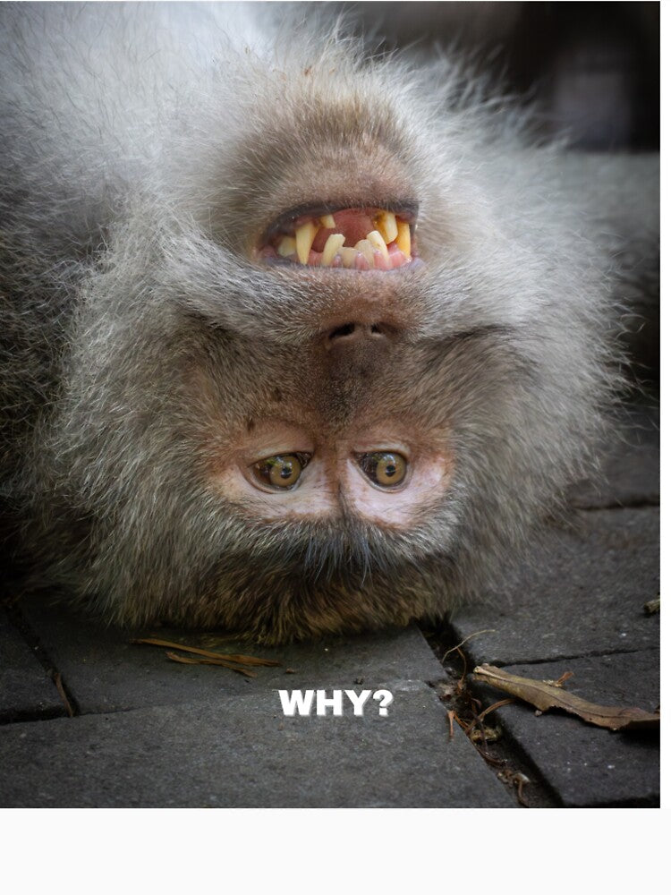 Why Though? Confused Monkey Meme – Existential Crisis Funny Animal by WildFrameNature