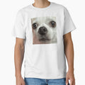 Taco the Chihuahua by ThunderRuler